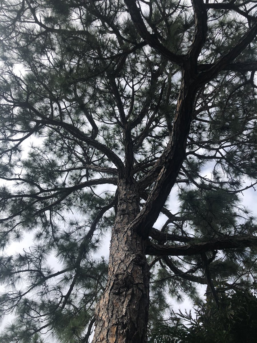 Taking a rest under a tree.