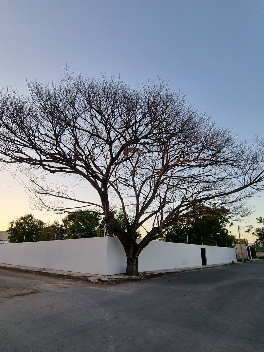 MarioOG's tweet photo. Hace un año denuncié el anillado de un árbol de Montes de Amé. Hace dos meses denuncié que le pusieron gasolina para acabarlo de matar. Hoy ya no hay árbol. https://t.co/PgFetzWYCO