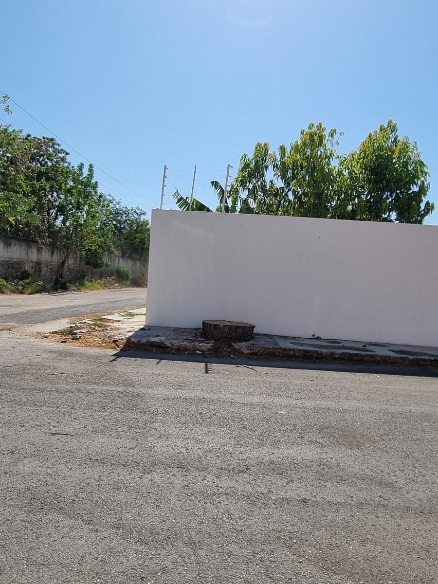 MarioOG's tweet photo. Hace un año denuncié el anillado de un árbol de Montes de Amé. Hace dos meses denuncié que le pusieron gasolina para acabarlo de matar. Hoy ya no hay árbol. https://t.co/PgFetzWYCO
