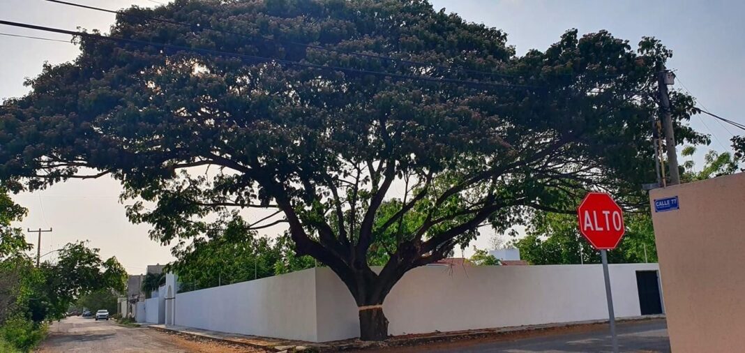 MarioOG's tweet photo. Hace un año denuncié el anillado de un árbol de Montes de Amé. Hace dos meses denuncié que le pusieron gasolina para acabarlo de matar. Hoy ya no hay árbol. https://t.co/PgFetzWYCO