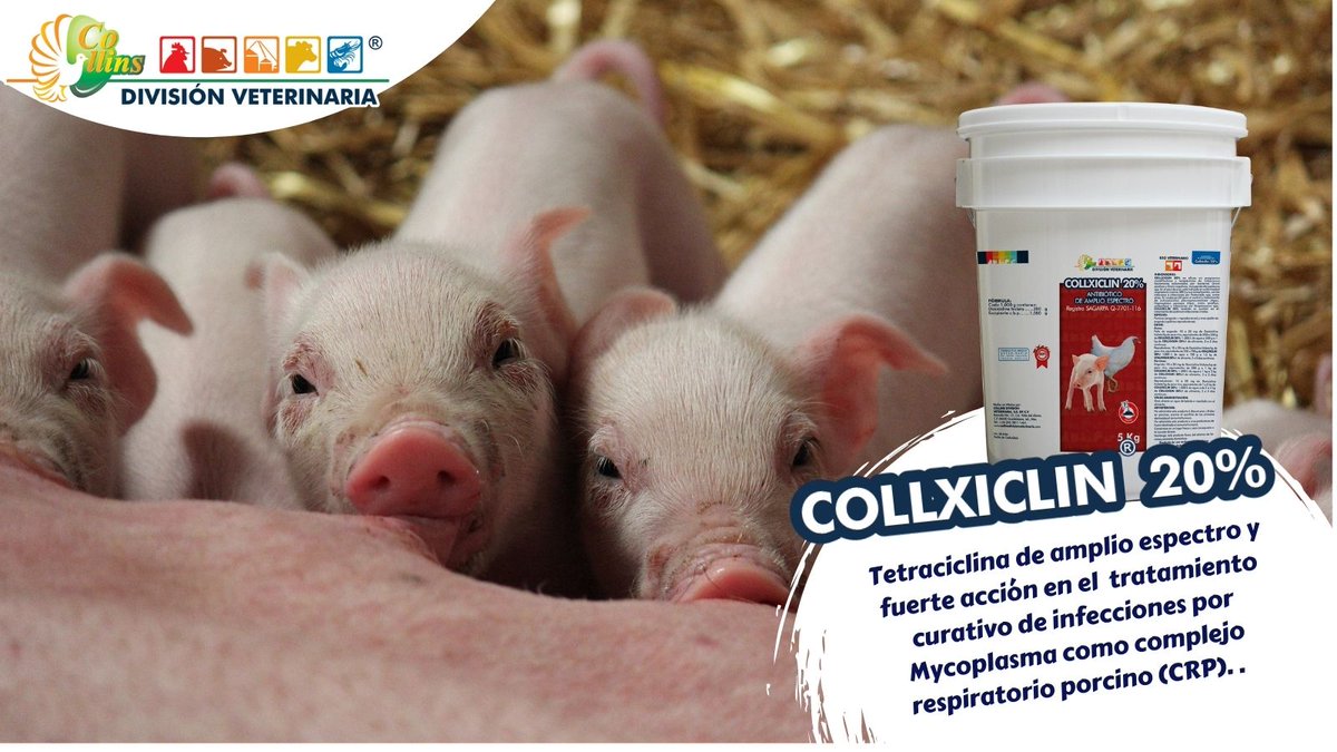 cdveterinaria's tweet photo. COLLXICLIN-20%, antibiótico de amplio espectro, eficaz en el tratamiento enfermedades  respiratorias y digestivas en polvo soluble  para adición en agua o alimento. Si quieres conocer más beneficios de este producto, contáctanos y  síguenos en nuestras redes sociales. #FelizLunes https://t.co/6OhCOGUiRI