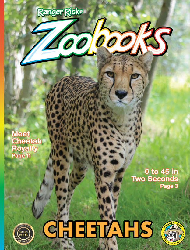 RangerRickMags's tweet photo. A #cheetah mother almost never lets her cubs out of her sight. If they stray, she calls them back by purring or by making a soft “chirping” sound. Learn more in our #Cheetahs issue of Ranger Rick #Zoobooks:
https://t.co/6koopkY240 https://t.co/wNlucrKCor