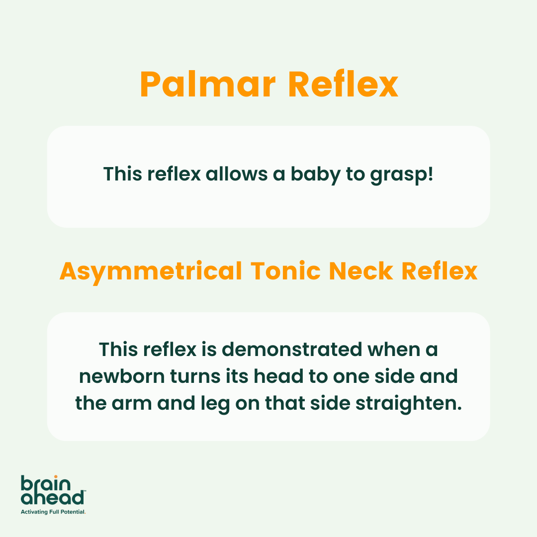 BrainAhead_'s tweet photo. These are some of the most common reflexes! Check back tomorrow for tips on how to address retained primitive reflexes. #edtech #brainahead #edtechbridge #neuroscience https://t.co/ICeVGcKJ6V