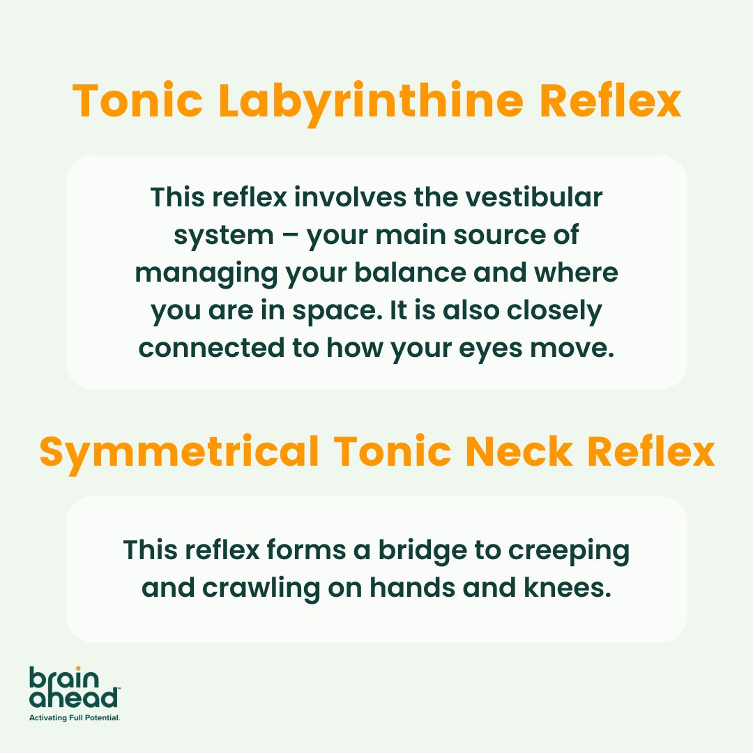 These are some of the most common reflexes! Check back tomorrow for tips on how to address retained primitive reflexes. #edtech #brainahead #edtechbridge #neuroscience