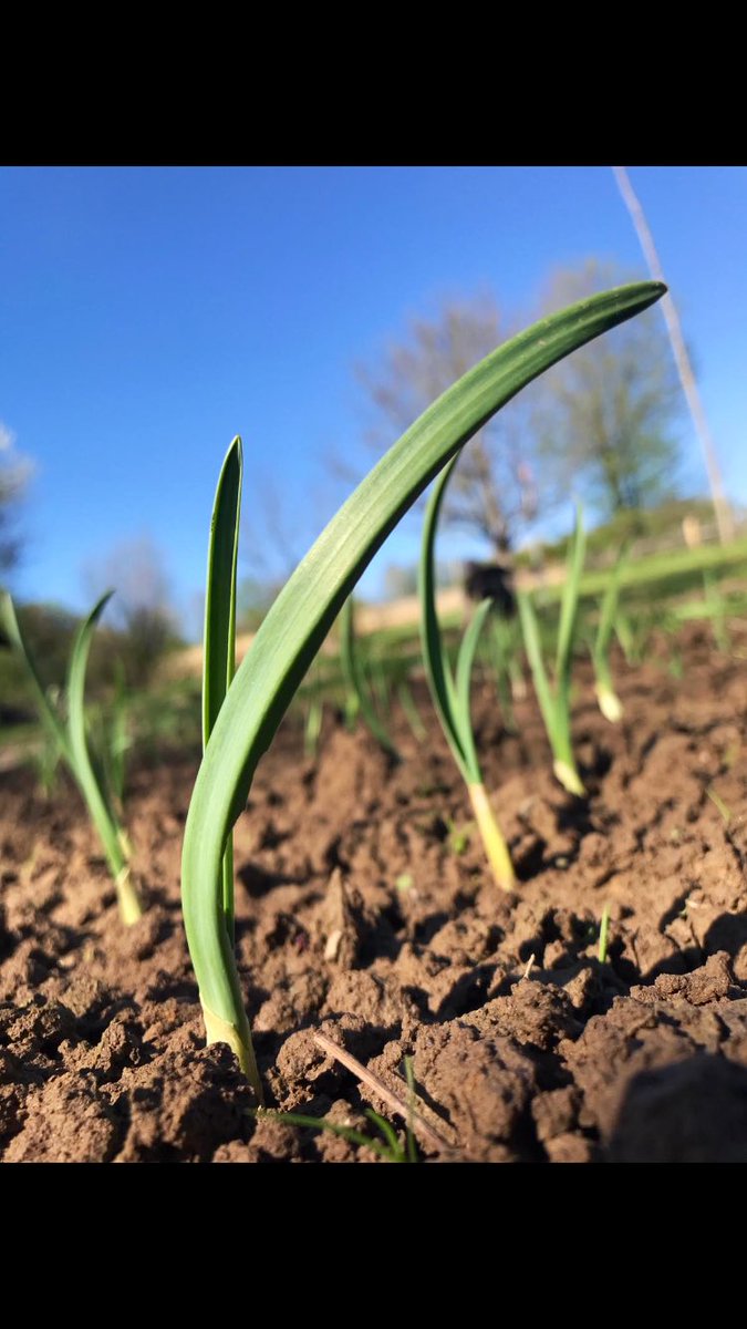 primerC's tweet photo. Im #Garten gehen die Vorbereitungen weiter. Die #Beete sind nun mit abgelagerten #Pferdemist gedüngt, gelockert und die Erde ist fein krümelig. Der #Knoblauch wächst brav weiter und den #Rhabarber müssen wir glaube ich für nächste Saison mal teilen. 😅 https://t.co/bVNqAnvQ4O