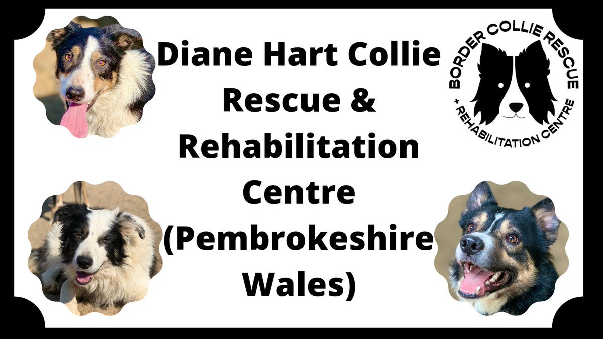 HartCollie's tweet image. Thanks to all our new followers who have joined us this Easter Weekend 🐣 

It would be amazing if we could hit 2000 followers before tomorrow 😁

Please help us by Retweeting and hitting that "Follow" button! We promise we will fill your feed with lovely dog photos &amp;amp; fun 😄🖤🤍