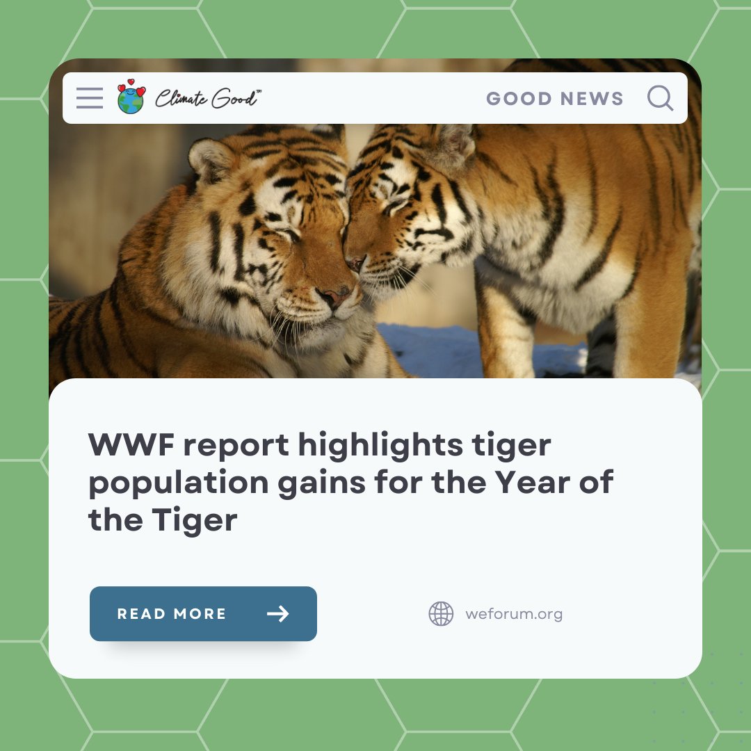 WWF report highlights tiger population gains for the Year of the Tiger

#Goodnews #ClimateGood #Tiger #AnimalConservation #WWF 

Read More: weforum.org/agenda/2022/02…