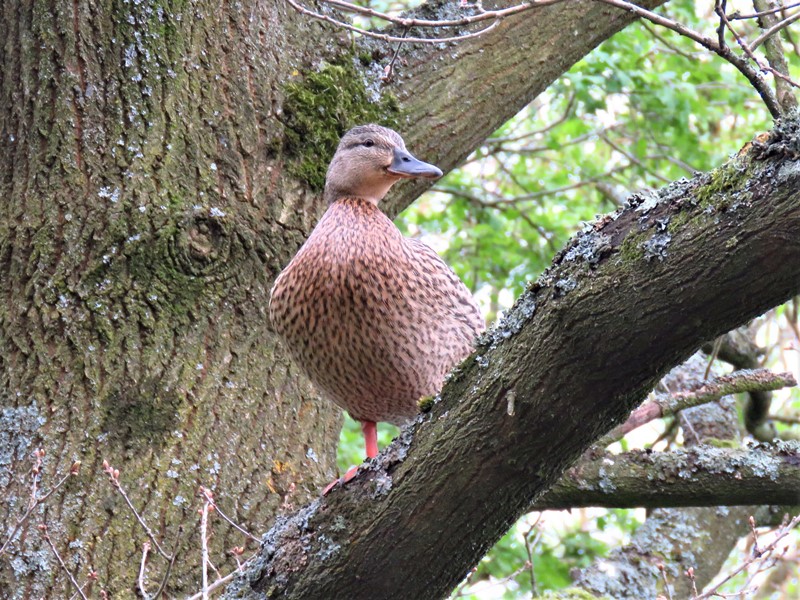 Here are Ed Wilson's sightings from today at Priorslee Lake and The Flash, Telford, Shropshire <a href="/sosbirding/">ShropshireBirdingNews</a> <a href="/BC_WestMids/">West Midlands Butterfly Conservation</a> <a href="/My_Wild_Telford/">My Wild Telford</a> <a href="/BTO_Shropshire/">BTO Shropshire</a> <a href="/ShropBotany/">Shropshire Botany</a>

Today's Photo: A duck Mallard.

friendsofpriorsleelake.blogspot.com/2022/04/18-apr…
