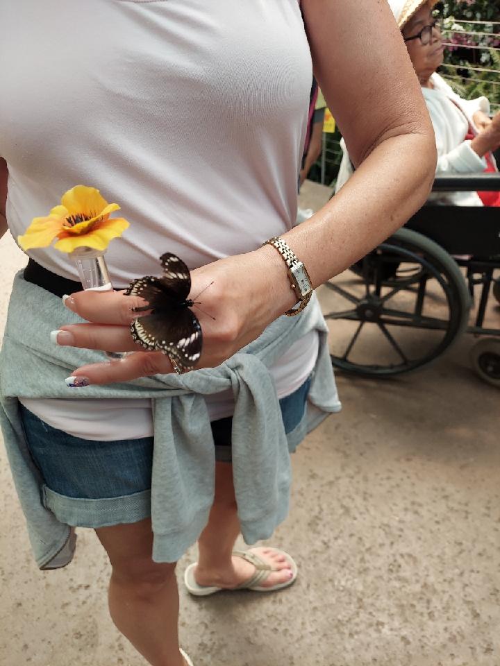 MVernon23's tweet photo. Butterfly exhibit at the wild animal park... I was holding another you can't see...very cool https://t.co/D5MQcqhrPF