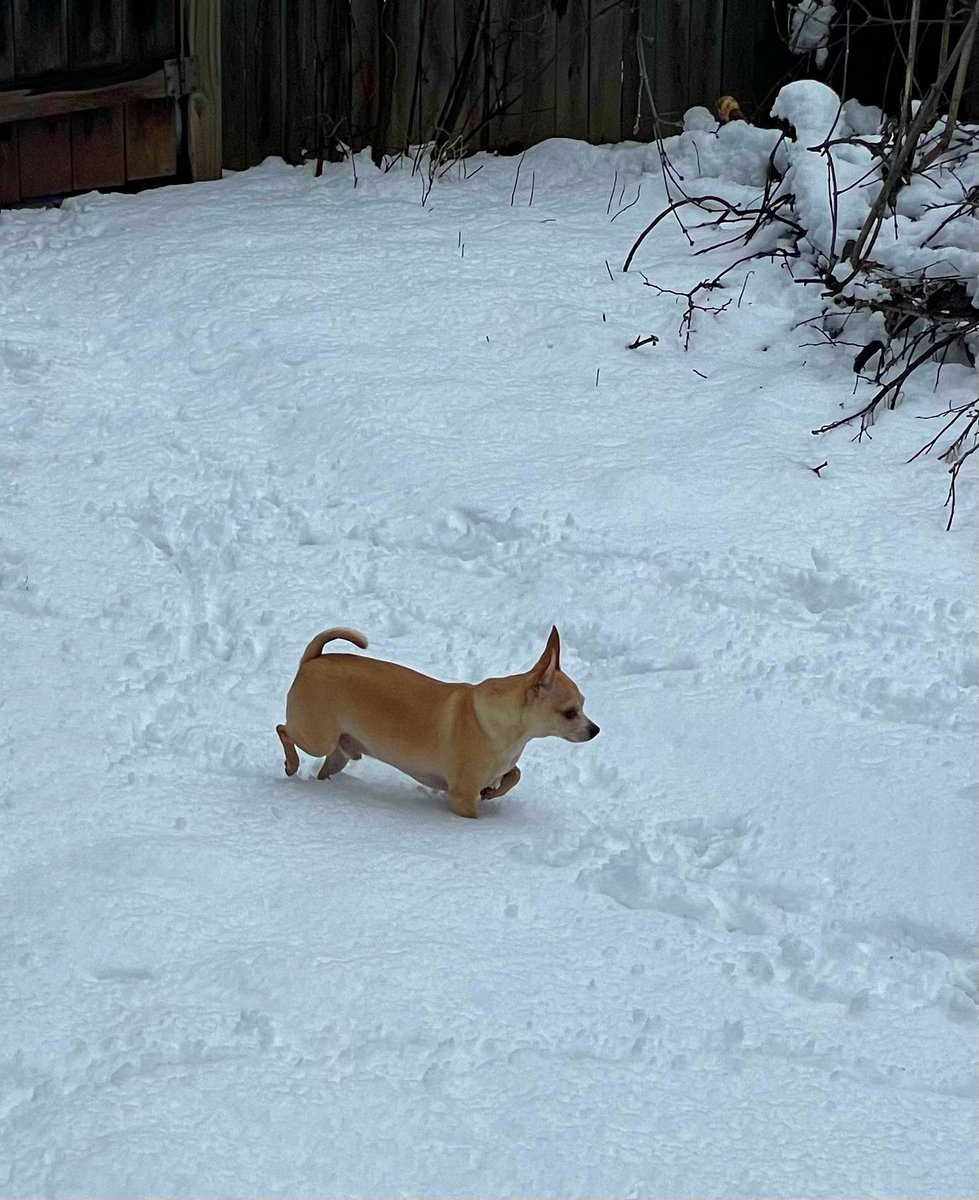 sarahanunn's tweet photo. Jasper: What fresh hell is this? The snow is up to my belly.
❄️❄️❄️
#MondayMorning #OhNoMoreSnow #SmolDogProblems #RescueDog #Chihuahua #DogsofTwittter #TwitterDogCommunity https://t.co/CSYUspJKUy