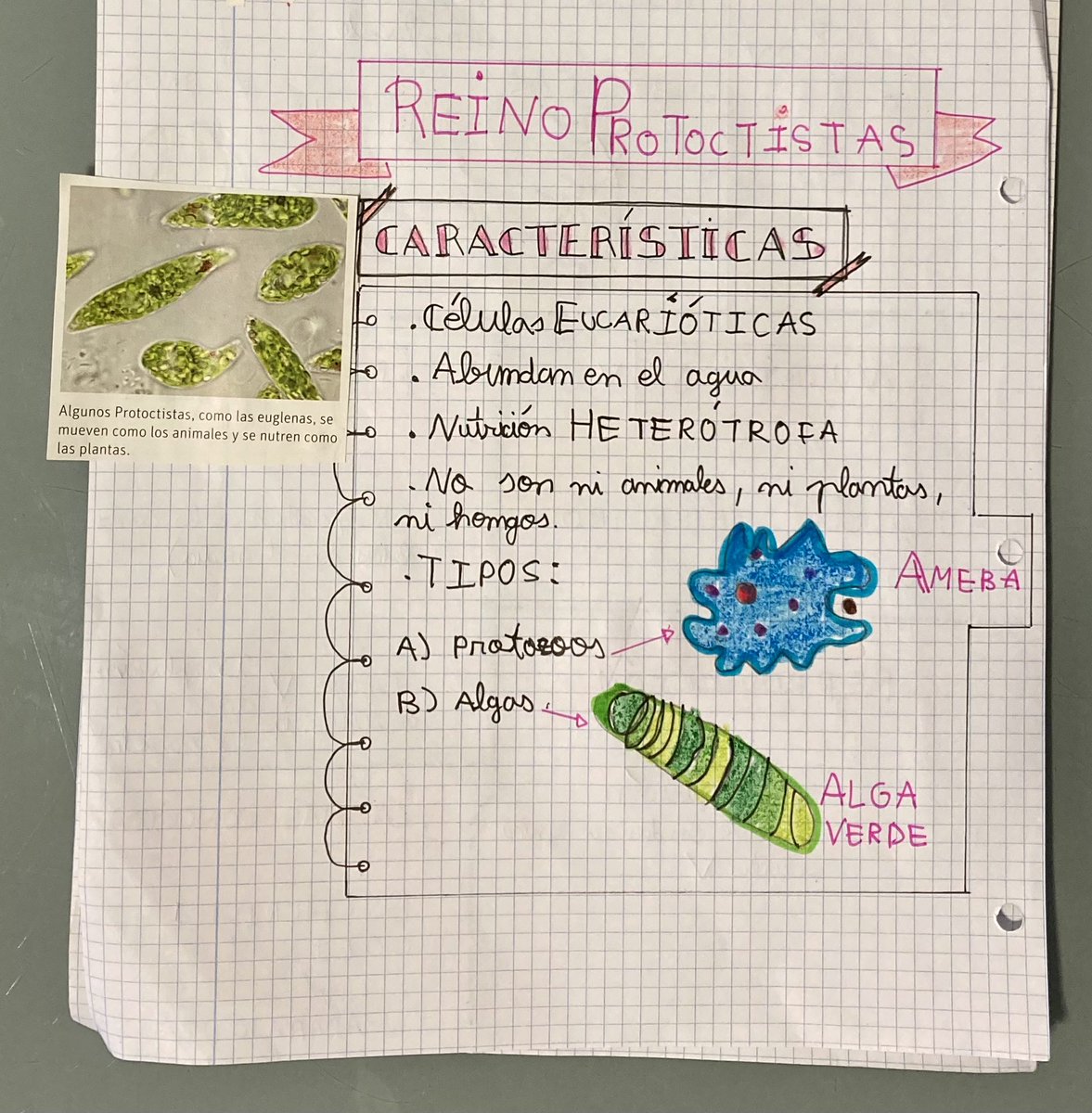 Esquema de mi hijo sobre el reino protoctista, combinando dibujo y  fotografías. #Biologia #Biology #CienciasNaturales #Educaciónsecundaria #ESO  #claustrovirtual #apoyandoencasa #Ciencias