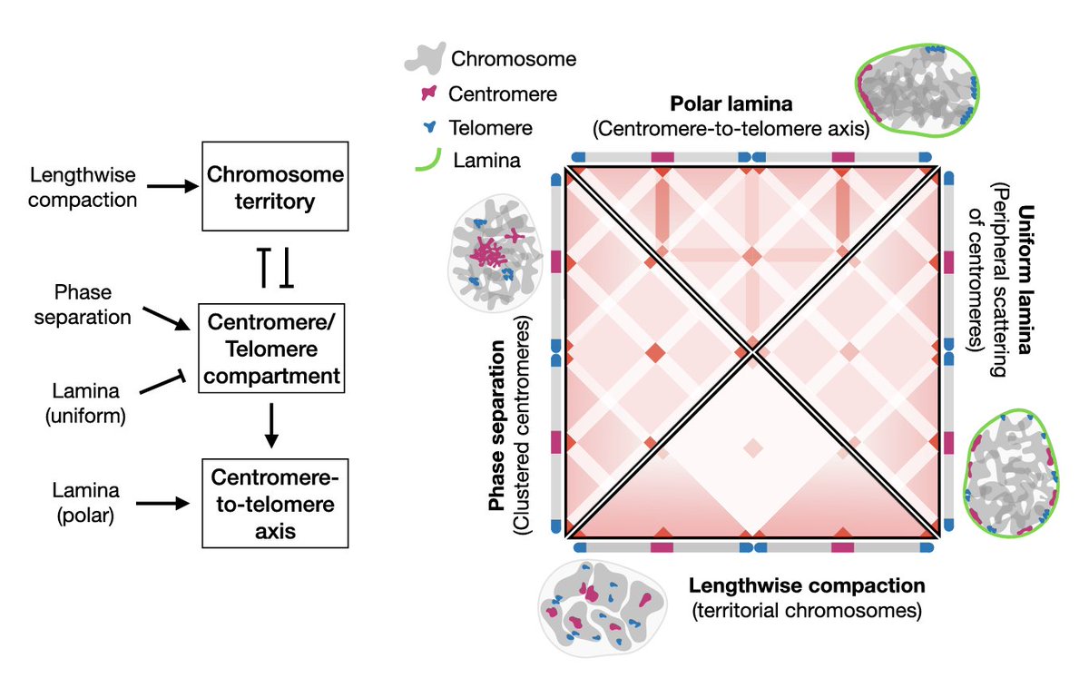 sumitabha590's tweet photo. Excited to share @NAR_Open: Shaping the #genome via #lengthwiseCompaction, #phaseSeparation, and #lamina adhesion. Competition between these three thermodynamic forces recapitulates #chromosome-level organizational features seen across species. https://t.co/lwTJxdOzU3 https://t.co/i2OS4mgnDM
