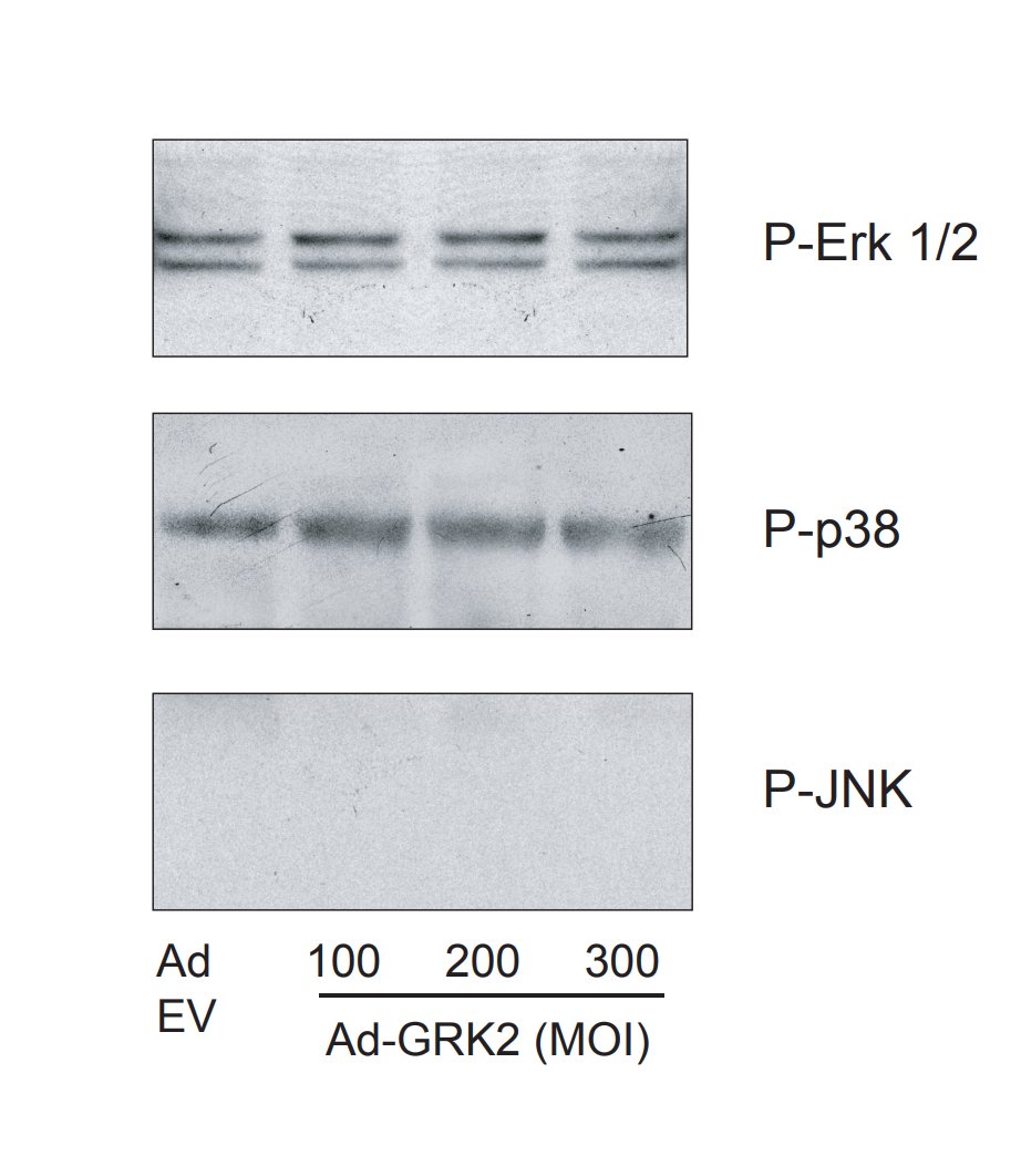 For crying out loud. <a href="/NatureMedicine/">Nature Medicine</a>, cited 205 times, but look what I found in the supplemental?
<a href="/dukemedicine/">Duke Department of Medicine</a> 
#ImageForensics Western blot edition.