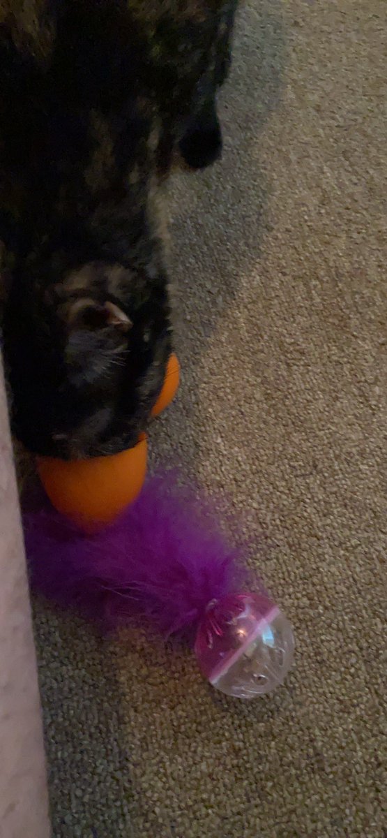2divacats's tweet photo. Apologies for the late easter post, our @meowijuanaville Easter egg hunt had us lit af #CatsOfTwitter #CatsOnTwitter #EasterCats #Meowijuana https://t.co/HSuJjClY9V