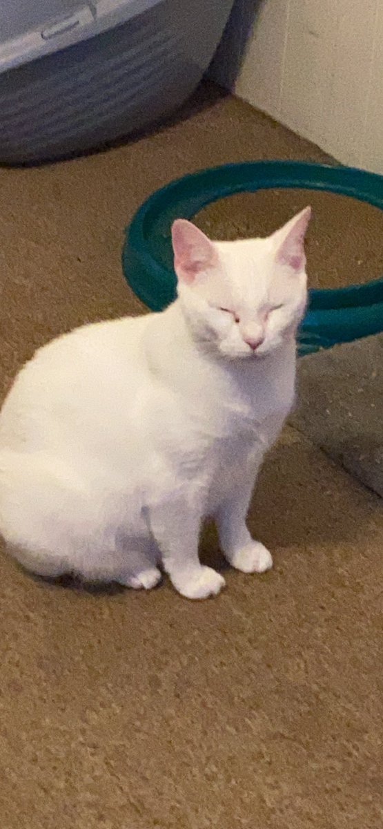 2divacats's tweet photo. Apologies for the late easter post, our @meowijuanaville Easter egg hunt had us lit af #CatsOfTwitter #CatsOnTwitter #EasterCats #Meowijuana https://t.co/HSuJjClY9V