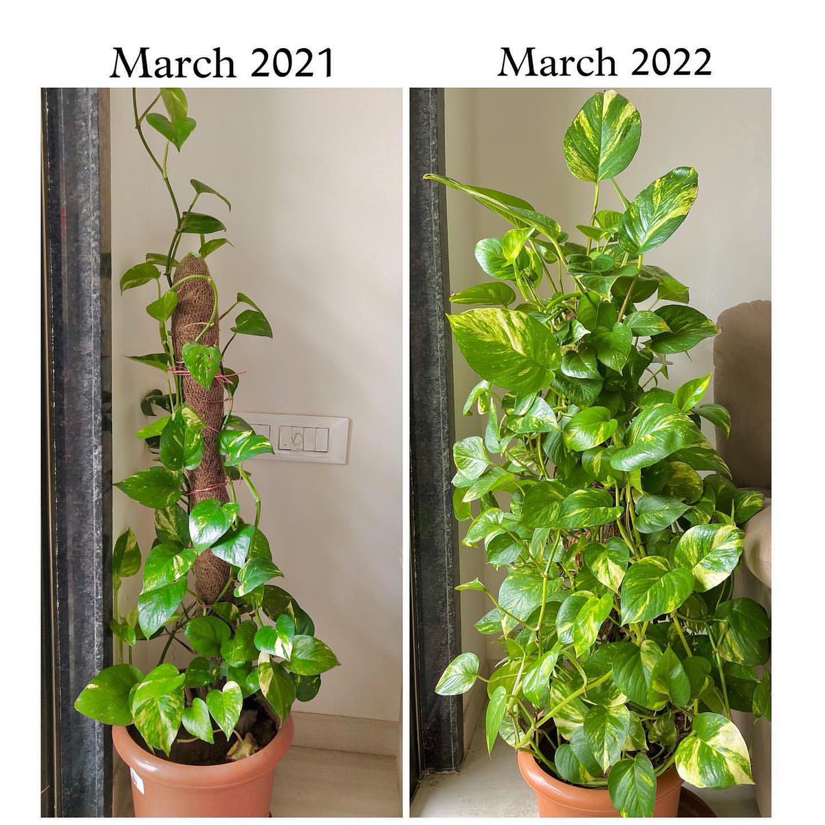 ecofriendlyfact's tweet photo. Seeing the before and after of the plants that you care for is so rewarding π₯ΊπΏ
#growsip #plants #flowers #plantsofinstagram #garden #plant #gardening #plantsmakepeoplehappy #green #naturephotography #houseplants #flower #plantlover #love #indoorplants https://t.co/3KyyTx6o9n
