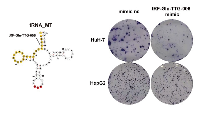 GeneRef's tweet photo. Researchers identified a new tsRNA in blood to improve liver cancer diagnosis https://t.co/neLRWywEth #genomics https://t.co/PSO8iR6dvE