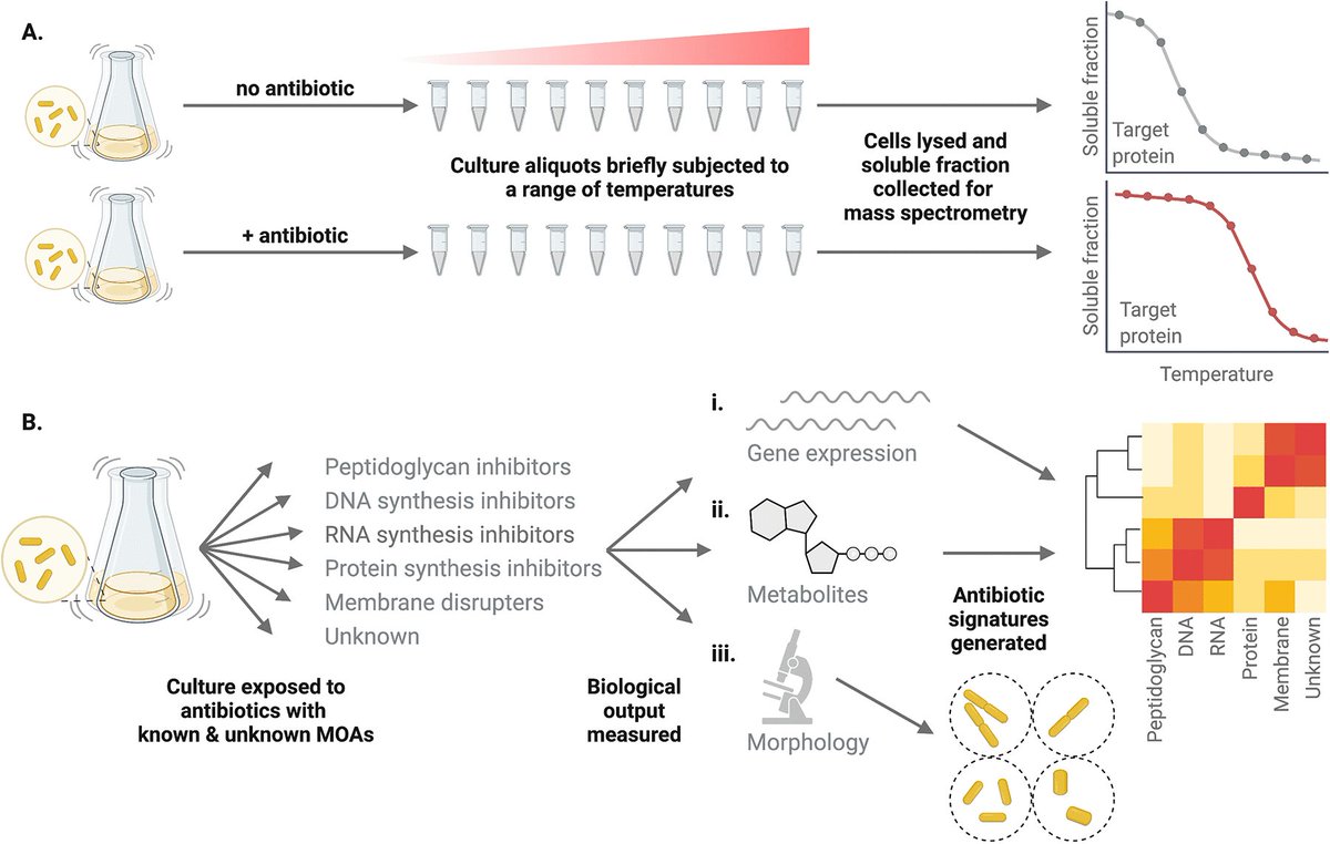 EvolvedBiofilm's tweet photo. Elucidating the Mechanisms of Action of Antimicrobial Agents

@mbiojournal MiniReview from @SteveLockless 

https://t.co/UtgNh1eBVR https://t.co/REeFEdxs5v