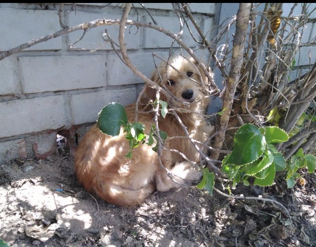 Gerehu1's tweet photo. Hola, disculpen que los etiquete, pero este perrito está muy asustado, se encuentra casi al frente de la Embajada de USA, me pueden ayudar compartiendo la imagen. Tal vez sus dueños lo puedan reconocer. Gracias.  @ASPDAP @AsocArba @vozanimalperu @ni1huellamenos @AdrianzenEduard https://t.co/pwxE6EC7gs