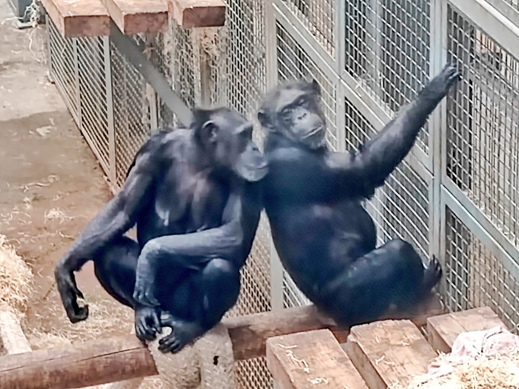 DeneezWilton's tweet photo. So tell me... What's been happening on Twitter?! π
#ApingAround #animalphotography https://t.co/GfkyQqnLOC