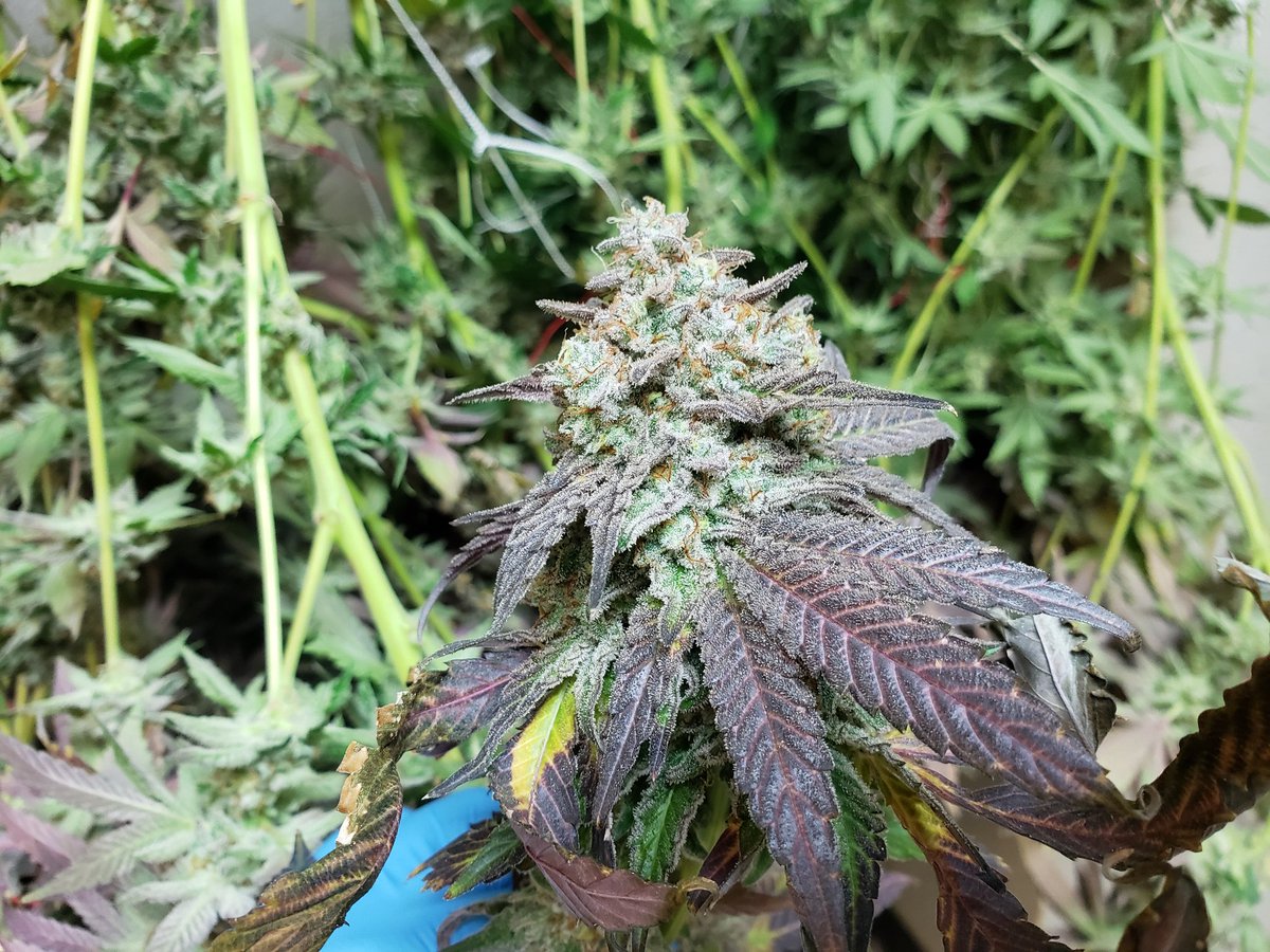 JesseTokes's tweet photo. Let me help your Monday feel a little less like Monday 💨
Free MAC - Sativa Dom https://t.co/HbOMEay9dr