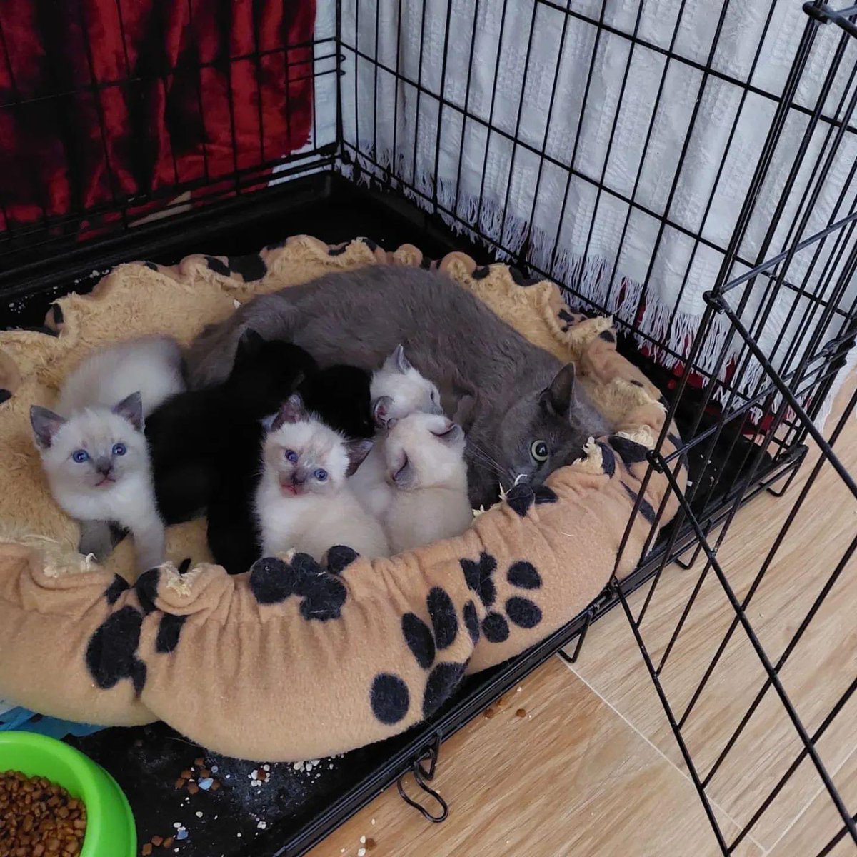 cat_granada's tweet photo. Beautiful kittens all needing a good home can travel #CatsOfTwitter #cats #kittensoftwitter #AdoptDontShop https://t.co/mo0YwWjqc8