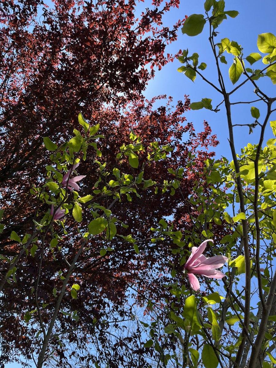 Nicoletta Luppi tweet media