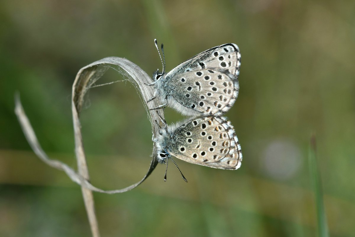 Charaxes3's tweet photo. Ja està en marxa la següent generació, tot un any per davant .

@catalanbms @mcngranollers 
#biodiversitat #biofollower https://t.co/kO2cF3mbbR