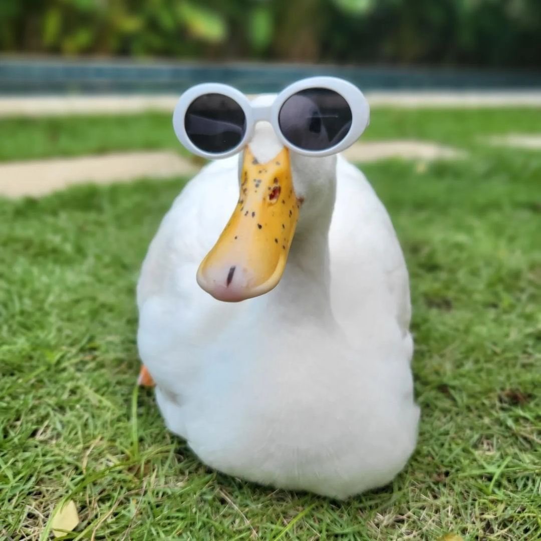 Duck with sunglasses Stock Illustration by ©julos #53811577