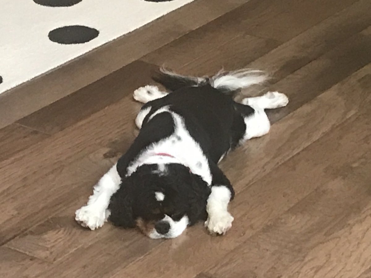 coachdgill's tweet photo. Thanks Bentley for giving faculty, staff &amp; students a visual for this time of year. 😂😂 #dogdaysofspring #rbhs https://t.co/xgpaNV0GFE