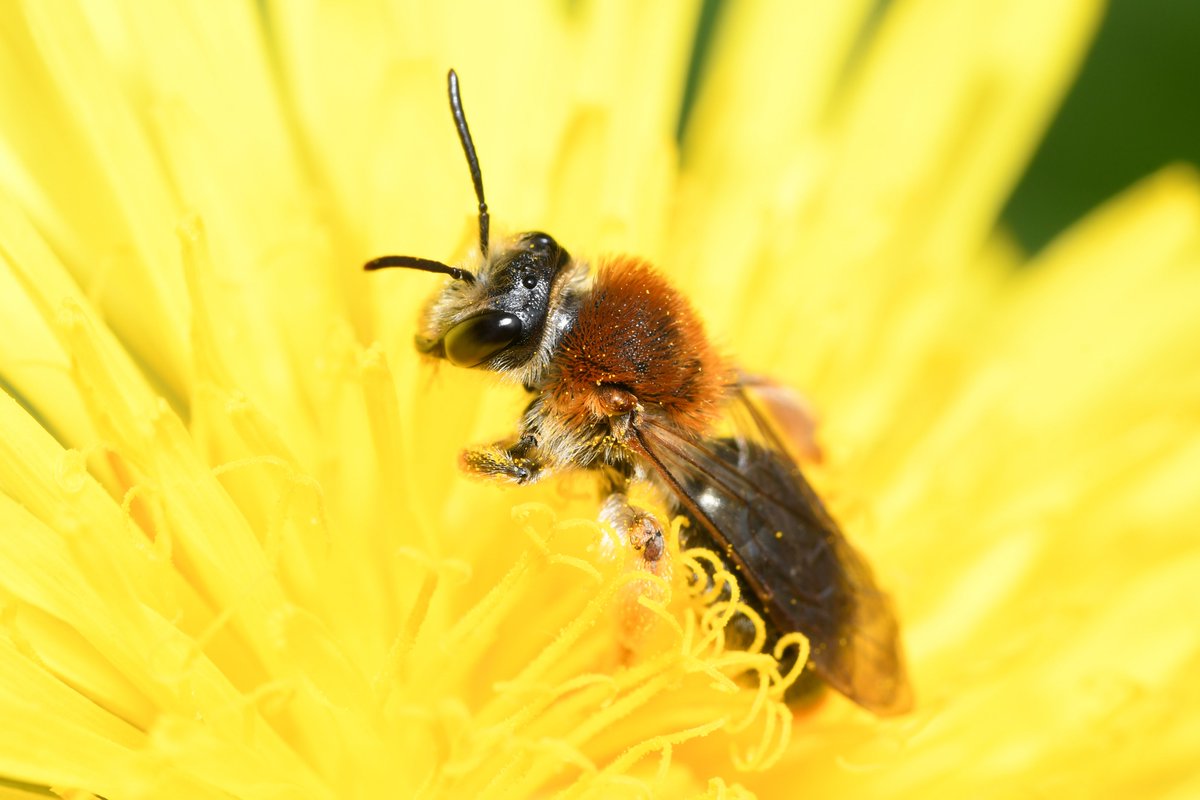 One of just a few Violet Oil Beetle (Meloe violaceus) triungulins seen on dandelion flowers at Hensol Forest, Vale of Glamorgan, this afternoon - unfortunately no sign of the adults. Also seen this ♀️ Orange-tailed Mining Bee (Andrena haemorrhoa) visiting the same dandelions.