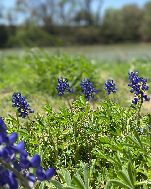 VisitBastropCo's tweet photo. Bluebonnets are in bloom in Bastrop County! Take a picture with them this spring as you visit. Tag us, or use the hashtag #ExploreBastropCounty so we can see all of your pictures! 📷: Katie https://t.co/BqezGlFzyU https://t.co/6JZrUfa5AH