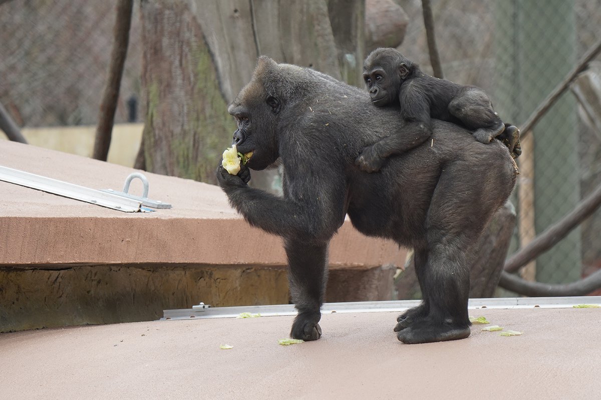 Boston Moms tweet media