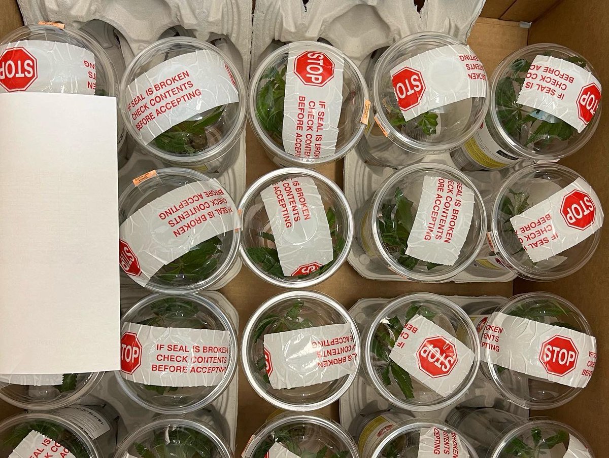 ccatlanticnl's tweet photo. The @AtlCultivation team is making history and having lots of fun with this special @crookeddory 🚨drop🚨we are selling live clones in our retail locations! This first cultivar drop is Cookies R2 breed by the Ethos genetics team🔥 Happy Monday🙌 https://t.co/aRudcbsAMJ
