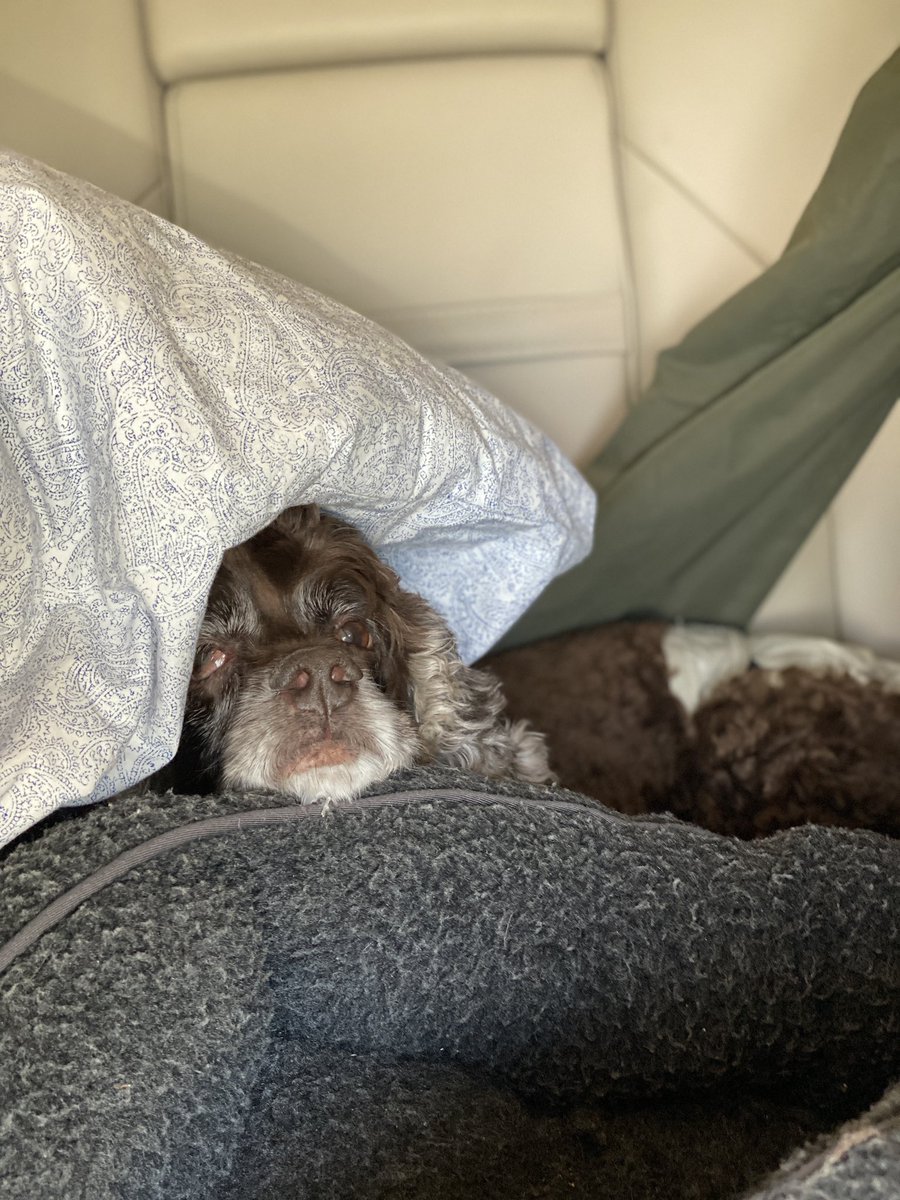 ErikStolhanske's tweet photo. On the road again. Gotta get comfortable! #roadtrip #travelingwithpets #petfriendly  @CocoCarlita https://t.co/IiLeneHCGM