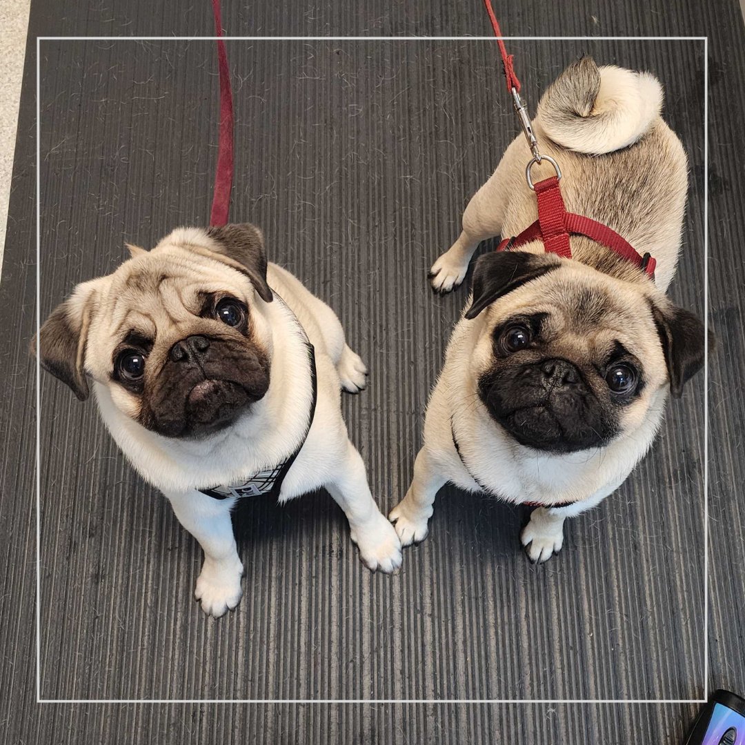 BothellPetHosp's tweet image. Mia and Beau stopped in to say hi! What a lovely duo! #bothellpet #bothell #dogsofbothell #puglife #veterinarian #weloveourclients