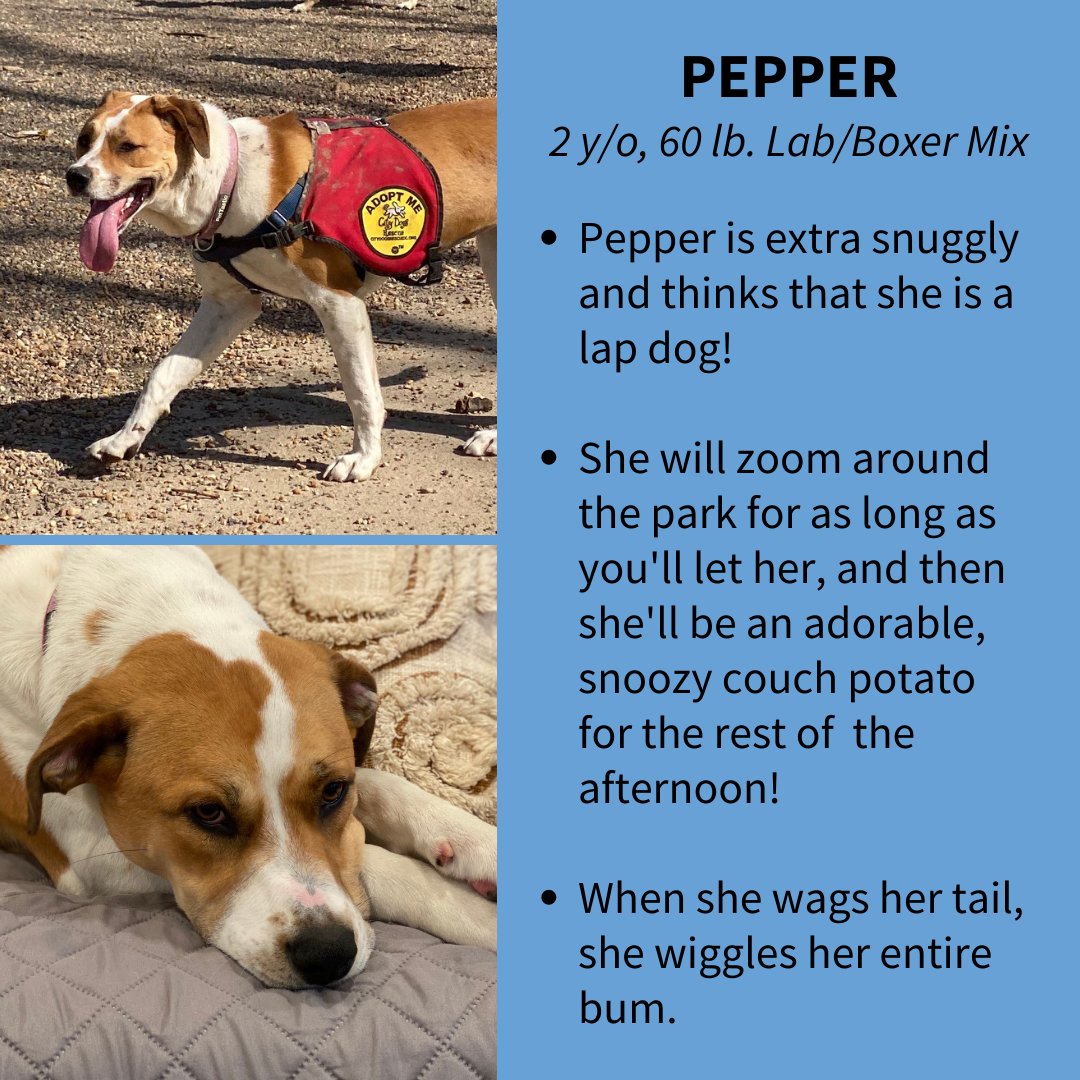 CityDogsRescue's tweet photo. Meet Pepper, a wiggly, happy girl who wants to be your best friend! Her name might be spicy at times, but this girl is all sweetness! 😍

Apply today at https://t.co/4m8ALPR0ky 🌶

#AdoptPepper #DCDogs #DogsofDC https://t.co/oDaThVi8Jt