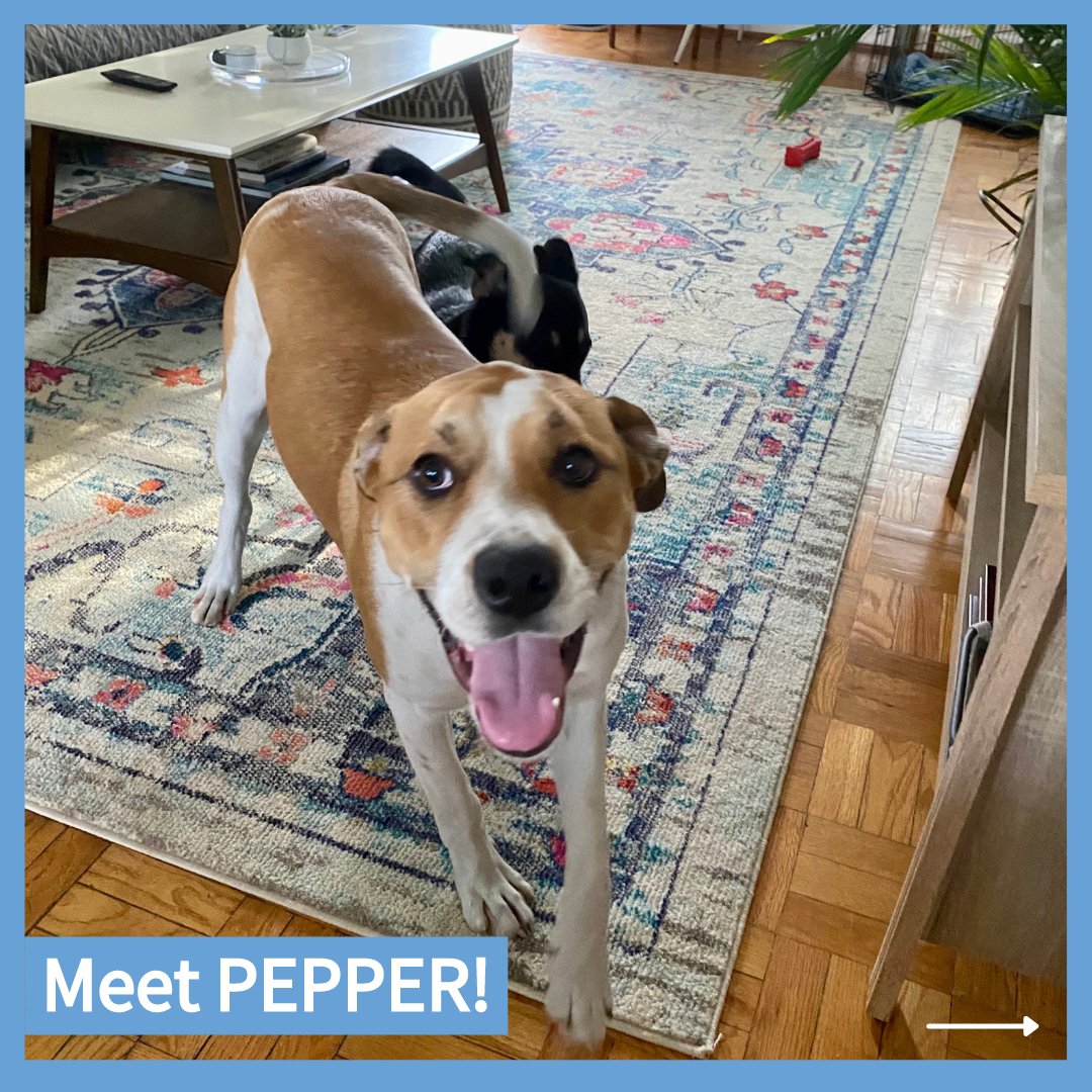 CityDogsRescue's tweet photo. Meet Pepper, a wiggly, happy girl who wants to be your best friend! Her name might be spicy at times, but this girl is all sweetness! 😍

Apply today at https://t.co/4m8ALPR0ky 🌶

#AdoptPepper #DCDogs #DogsofDC https://t.co/oDaThVi8Jt