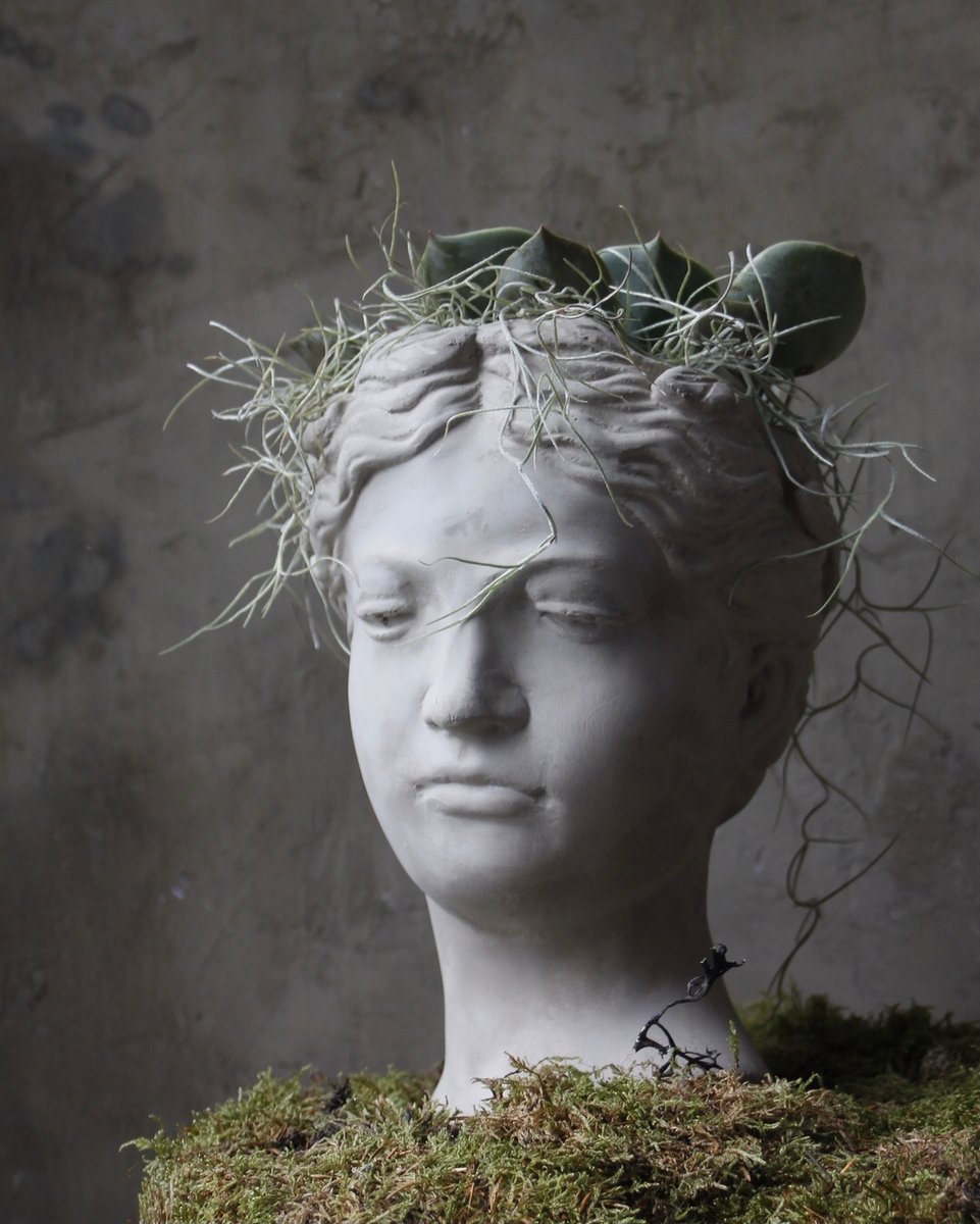 FlowerVinetta's tweet photo. Beautiful statuesque plant pot 

#plantpot #plants #succulent #plantshop #houseplants #pot #indoorplants #outdoorplants #gardenpot #planter #grecianlady #romanlady #aphrodite #unique #vinettaflowergallery #florist #maidstone #kent #smallbusiness #shoplocal #samedaydelivery https://t.co/c9AphtRnbM