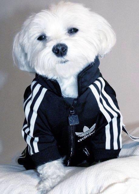 petshopslut's tweet photo. Looks like this is a @petshopboys dog who loves @adidas @adidasUK 

Chris??? Don’t u love ❤️???? https://t.co/toXsm0UpfK