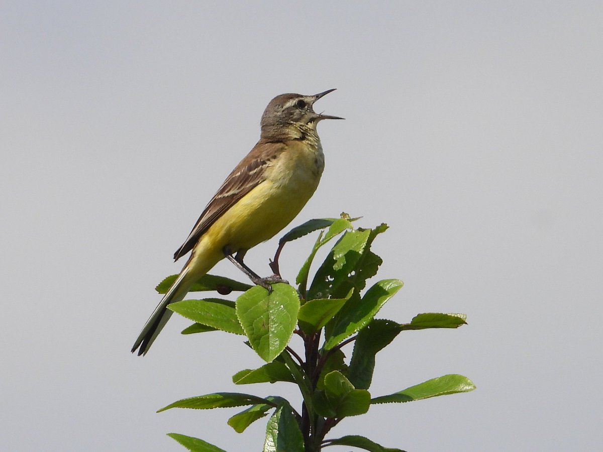 marianrutgers's tweet photo. @vogelnieuws mijn #kwikstaarten zitten of hoog in de boom of op een paaltje https://t.co/qZo79RHHOX