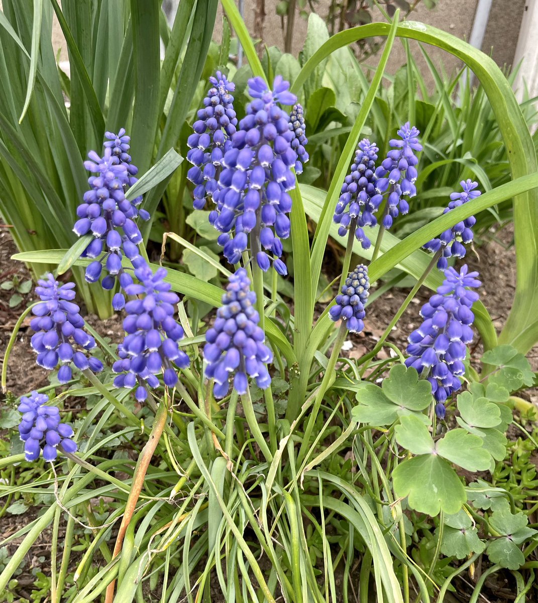 HammertimeAgain's tweet image. #grapehyacinth #SpringStatement2022 #springflowers 
Just thought I’d put these up before the next deluge of rain ⛈ tonight 👏🏻