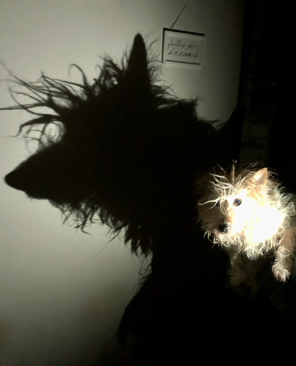 jonlinscott's tweet image. My terrier. In his head he’s as big as the shadow he casts and yes, he does need a haircut.
#terrier #shadow #dogsoftwitter