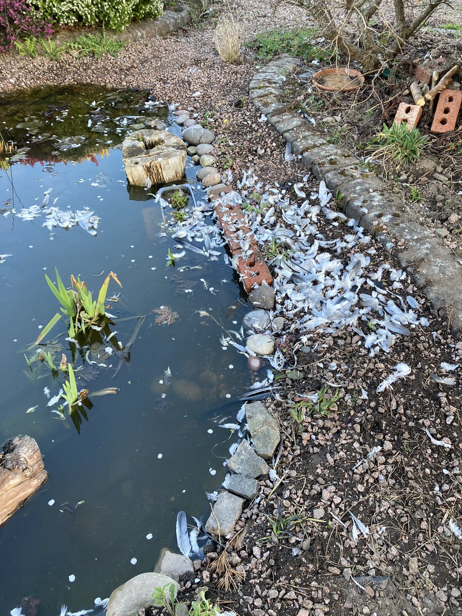 wildangusNEScot's tweet photo. There’s been a murder! Shocked to find this disturbing scene at the new pond. Pigeon or gull victim but who was the culprit? A crow was seen by the carcass-would it have killed the bird? #murdermystery #garden #pondlife #Angus #guiltyfeeling 😬🐦 https://t.co/RpYQYjudbY
