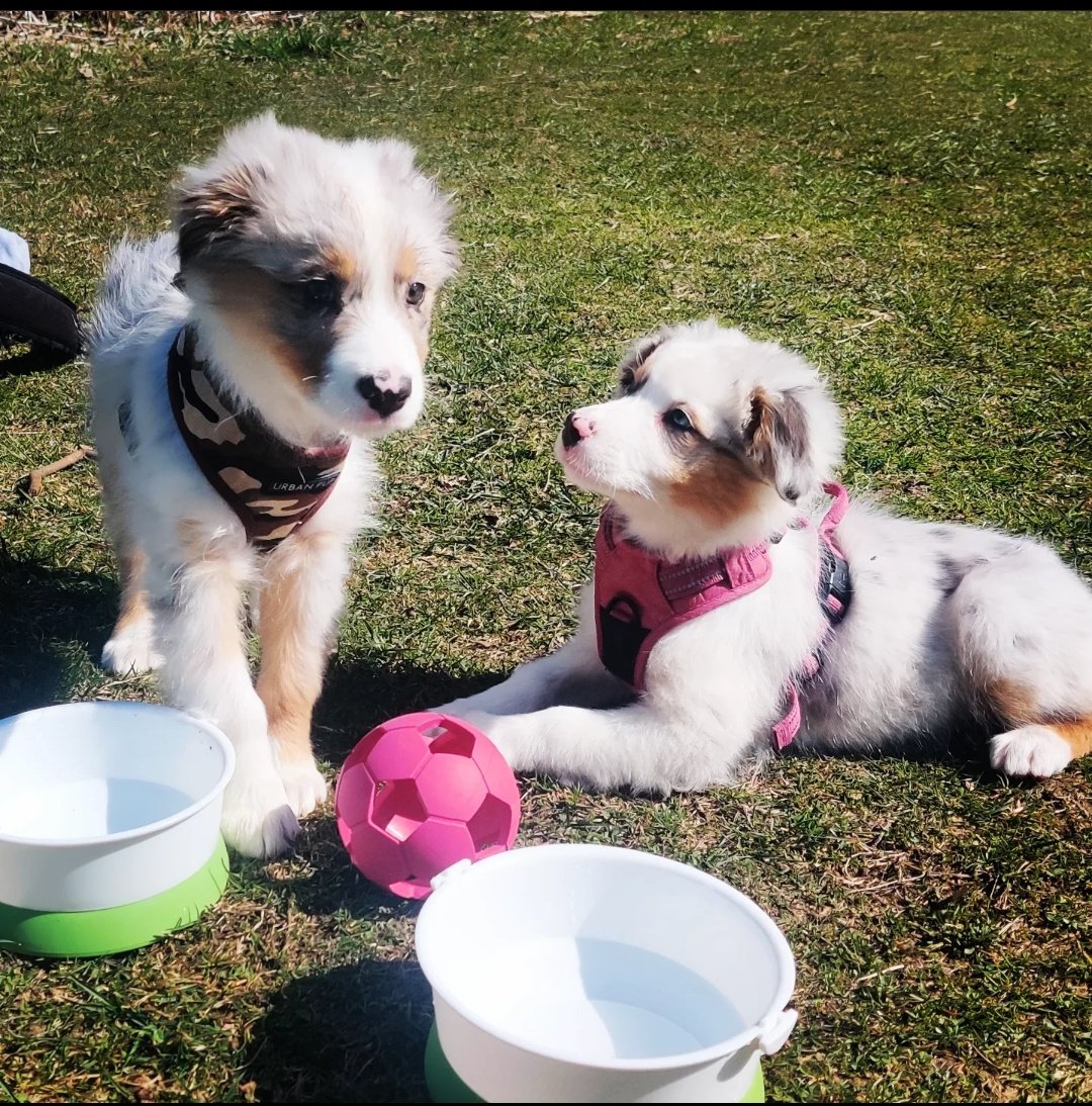 noobypums's tweet photo. Dignity meets her brother for the first time in 3 weeks! https://t.co/x9ikHfqCbA