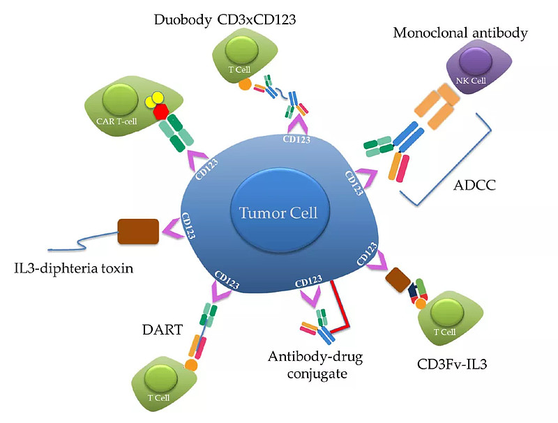 xlp007's tweet photo. $AFMD $XNCR $APVO $IMGN CD123 is a challenging target. The bispecific antibody, monoclonal antibodies, fusion proteins, ADCs, CAR-T all experienced frustration. I think AFM28 to target CD123 is reasonable. Let's see https://t.co/qDN3bjhrdI