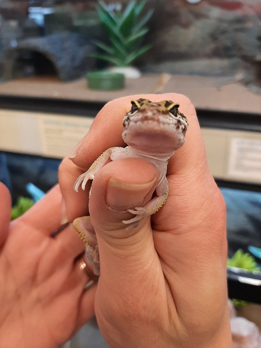 AbilityWorksInc's tweet image. We had lots of fun today @Petco  ! We learned so much from the staff. They taught us about animal care, some really cool fun facts about reptiles, and we got to pet some cool animals like hampsters, lizards, and mice! #pets #disabilityprogram
