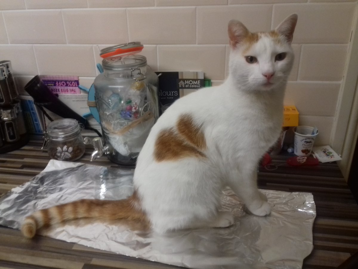 AndrewMorrice1's tweet photo. We used this tinfoil to stop Gemini from jumping on the worktop. Apparently cats hate it.
So what did Gemini do?
#Gemini #RIPGemini #utterlegend https://t.co/wYlpYawUrG