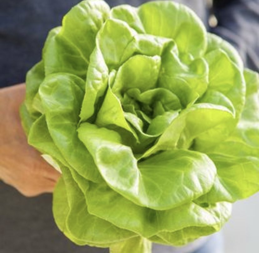 Our Delicato® Butter Lettuce is tender, a little crisp and sweet in flavour. It’s the perfect partner for your lunchtime wraps, salads and sandwiches! 🥬 What’s your favourite way to prepare our Delicato® Butter Lettuce? #GreenhouseGrown #WindsetFarms