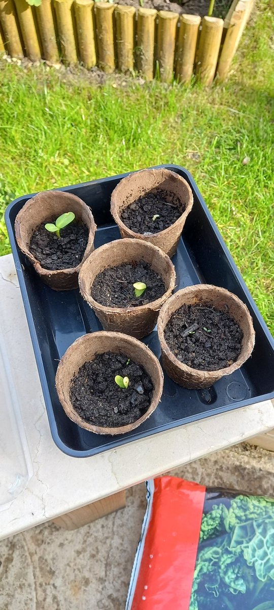 GrimsdykeSchool's tweet photo. After lots of TLC and a new propagating container we have four out of five seeds germinating. How are yours going? #sunflowerproject #lifelonglearning #scienceisalive #nevergiveup https://t.co/1PVkhsNCYG